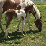 ELLIE - filly out of Call Me Back (Owned by Taylar Pfleegor)